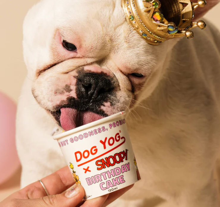 Ice Cream for Dogs